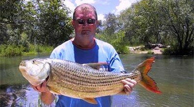 Ichingo Tiger Fish