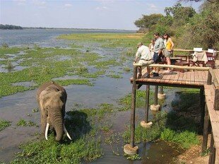 Royal-Zambezi-Wildlifewatching_elephants_large