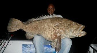 giant brown-marbled grouper