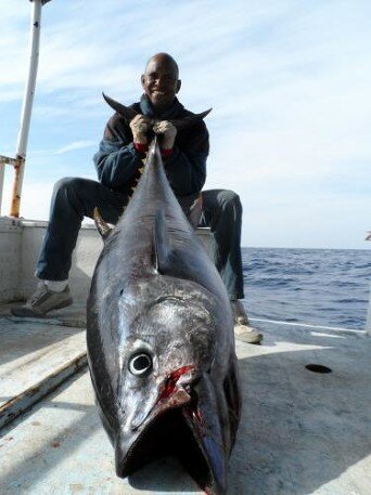 Mid-Atlantic Yellowfin Tuna Fishing on the Surface