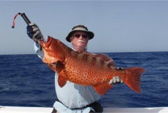 blue spotted grouper 3